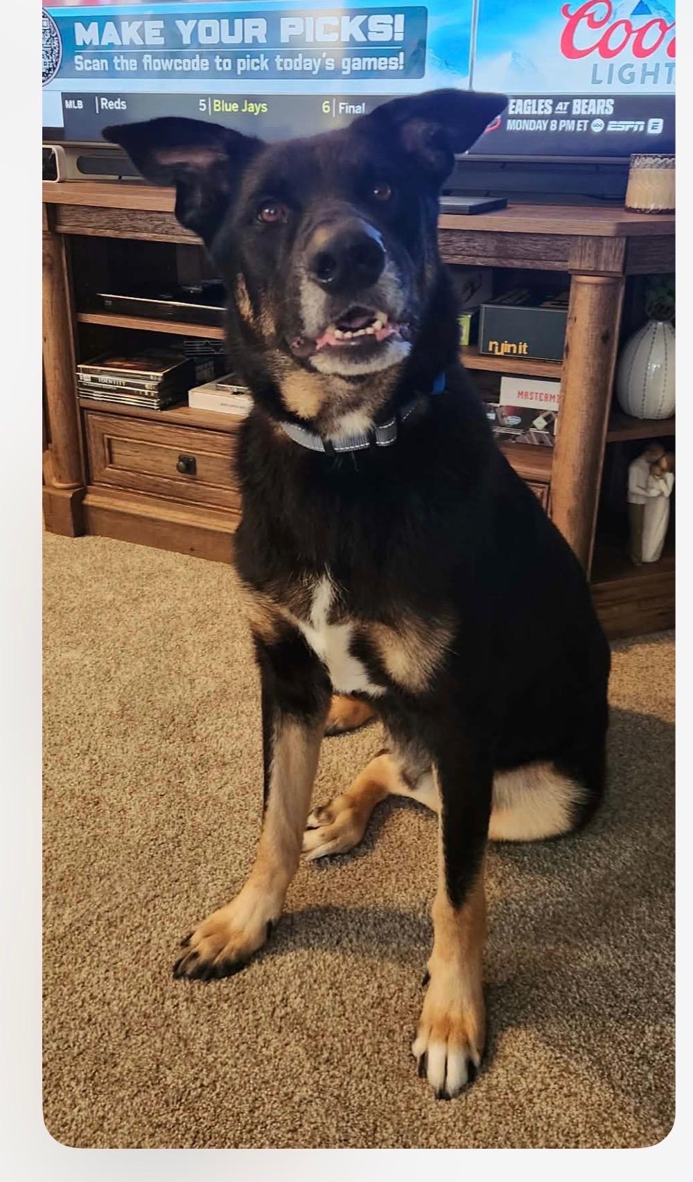Enlarge Ruger, a Adoptable mixed breed in Cedarburg, WI image 2/6