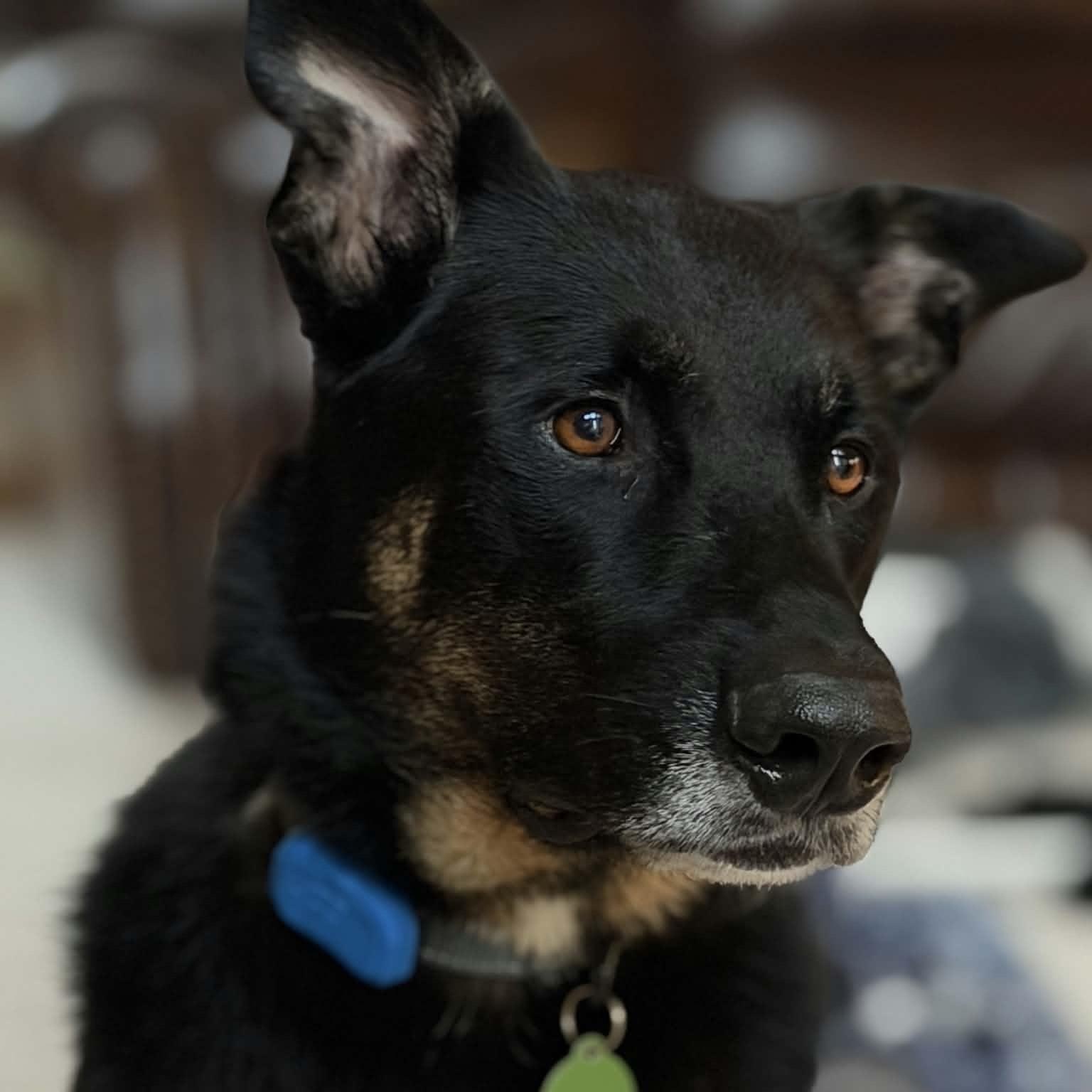 Enlarge Ruger, a Adoptable mixed breed in Cedarburg, WI image 1/6
