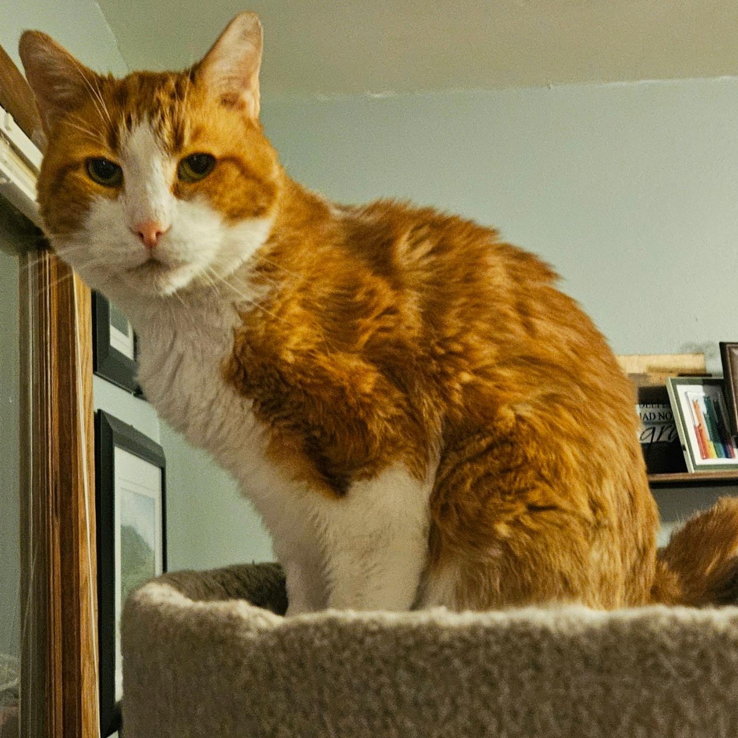 Enlarge Rizzo, a Adoptable Domestic Short Hair in Menasha, WI image 6/6