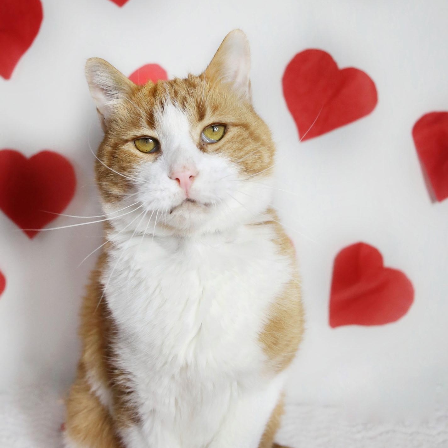 Enlarge Rizzo, a Adoptable Domestic Short Hair in Menasha, WI image 2/6