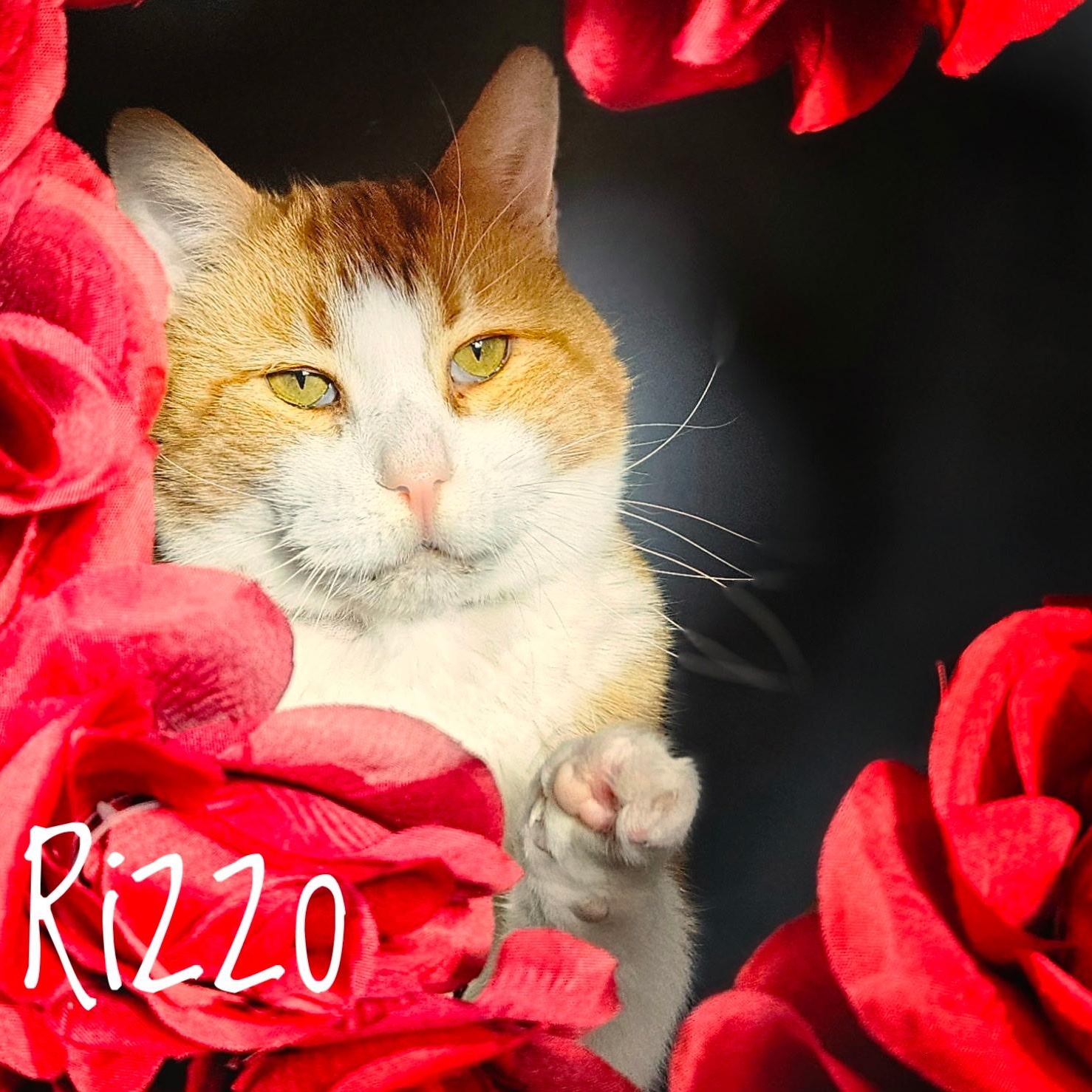 Enlarge Rizzo, a Adoptable Domestic Short Hair in Menasha, WI image 4/6