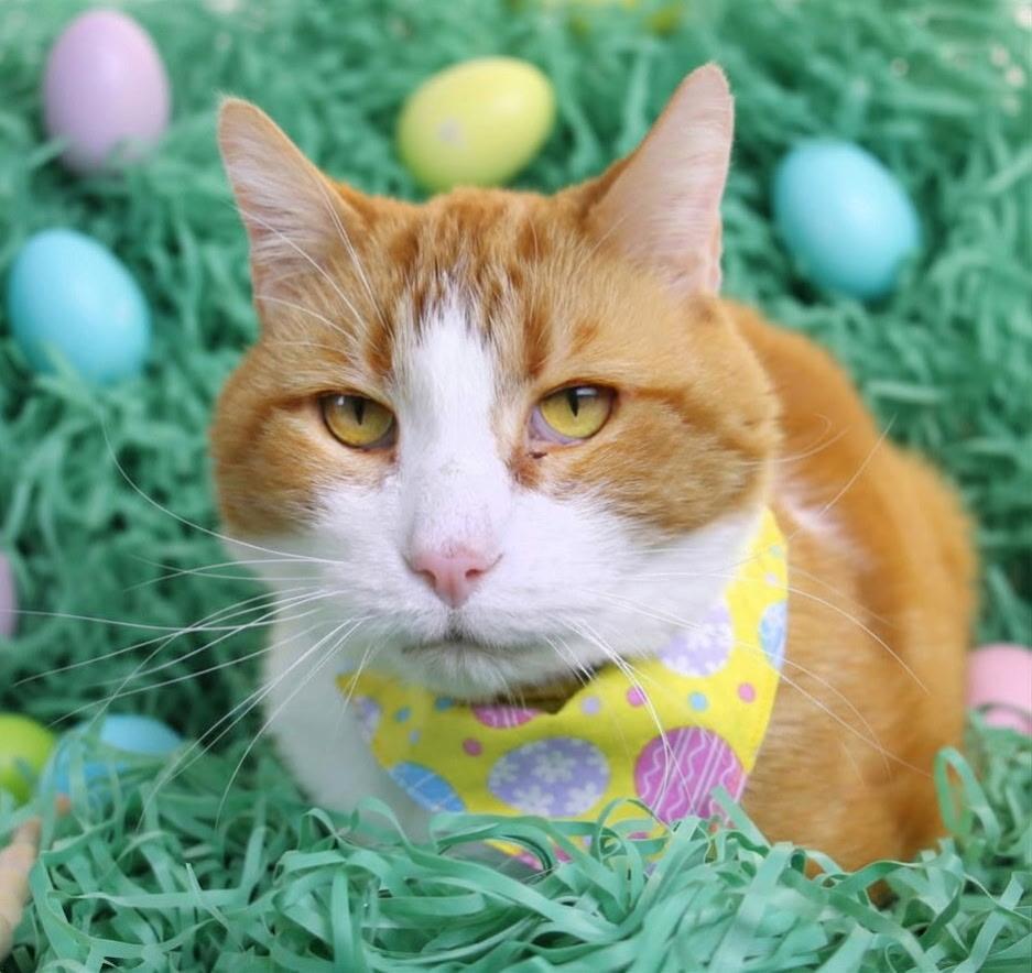 Rizzo, Adoptable, Adult Male Domestic Short Hair.