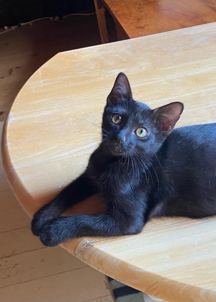 Enlarge Shrimp aka Bramble, a Adoptable Domestic Short Hair in Gorham, ME image 1/2