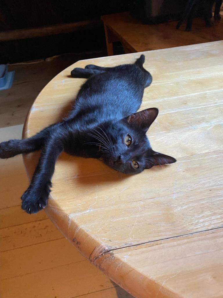 Enlarge Shrimp aka Bramble, a Adoptable Domestic Short Hair in Gorham, ME image 2/2