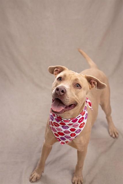 Enlarge PARIS (D144-25), a Adoptable mixed breed in Belleville, IL image 1/1