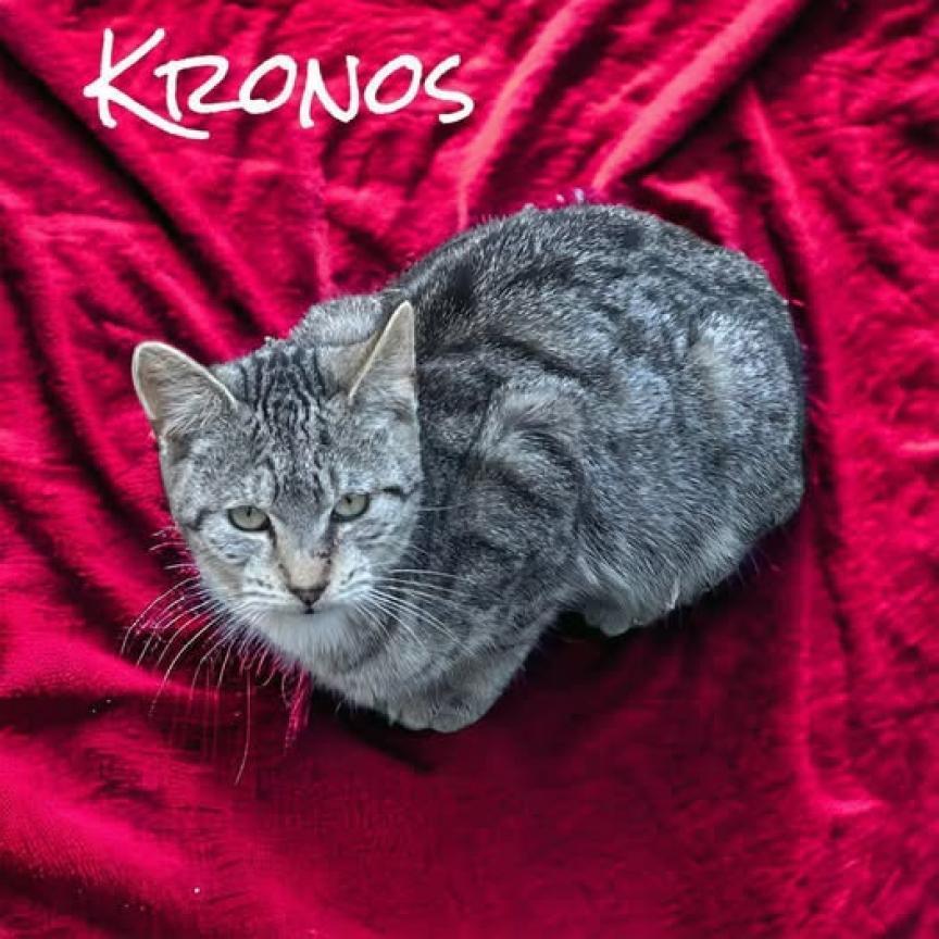 Kronos, Adoptable, Adult Male American Shorthair.