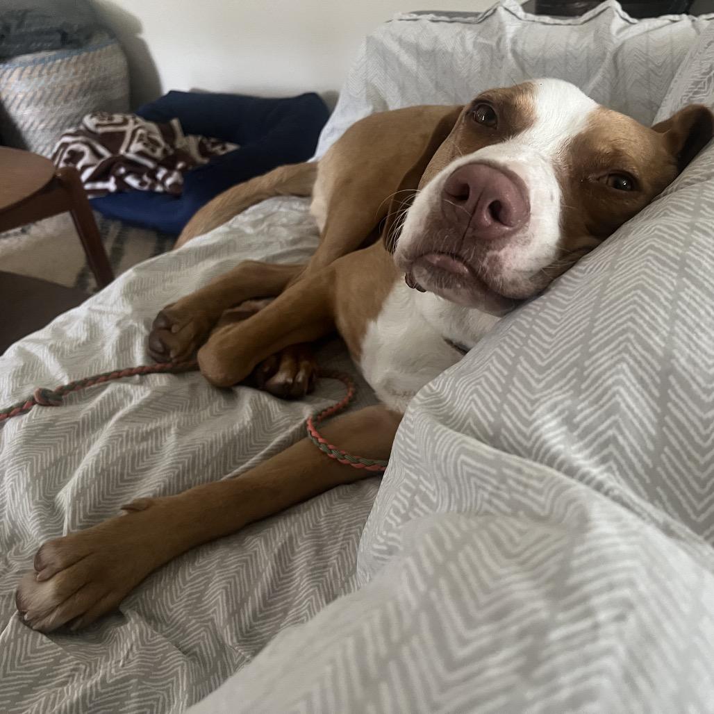 Bandito — thumbnail 2