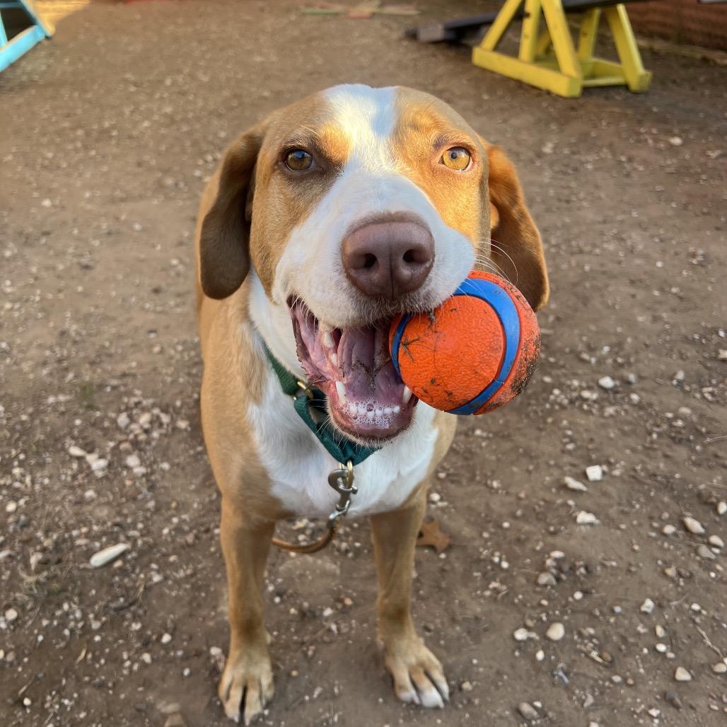 Bandito — thumbnail 3