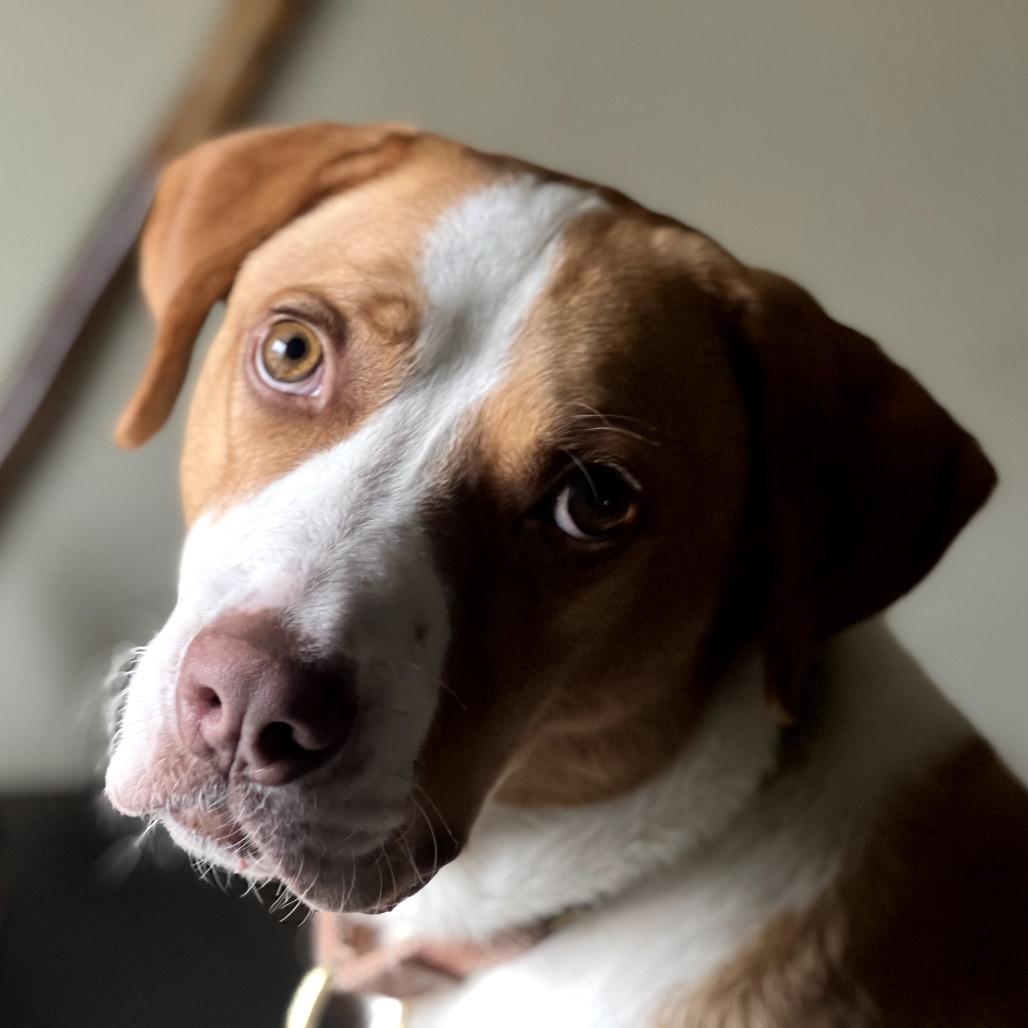 Bandito — thumbnail 5