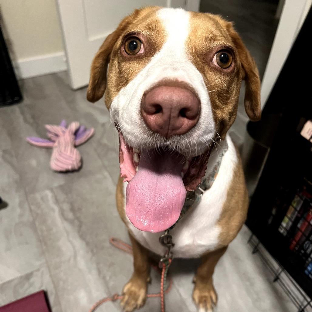 Bandito — thumbnail 6