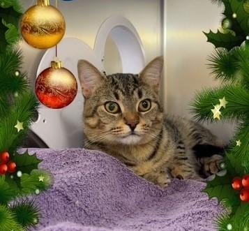Rolo - special needs kitty, an adoptable Domestic Short Hair in Mississauga, ON image 1/6