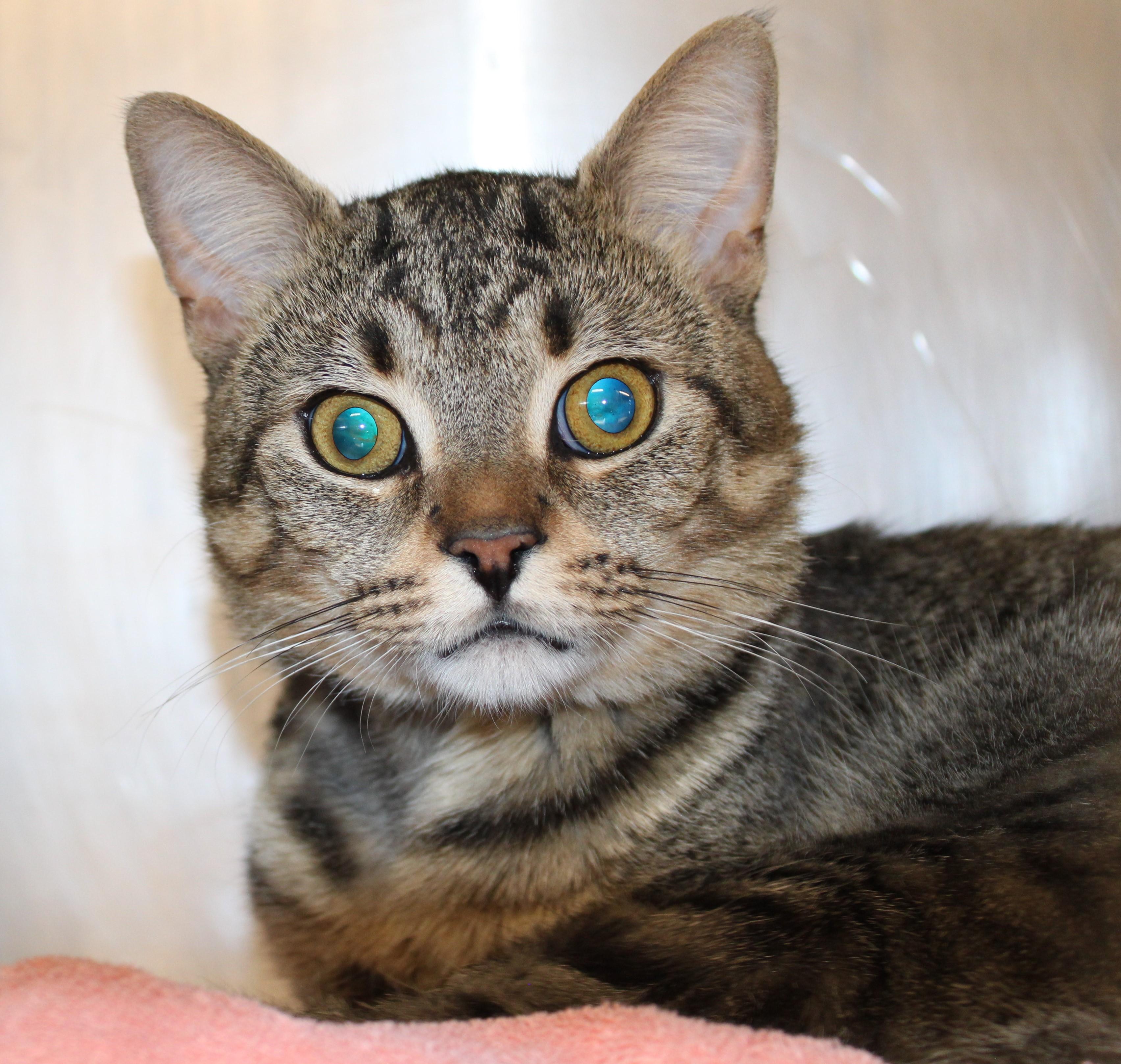 Rolo - special needs kitty, an adoptable Domestic Short Hair in Mississauga, ON image 5/6