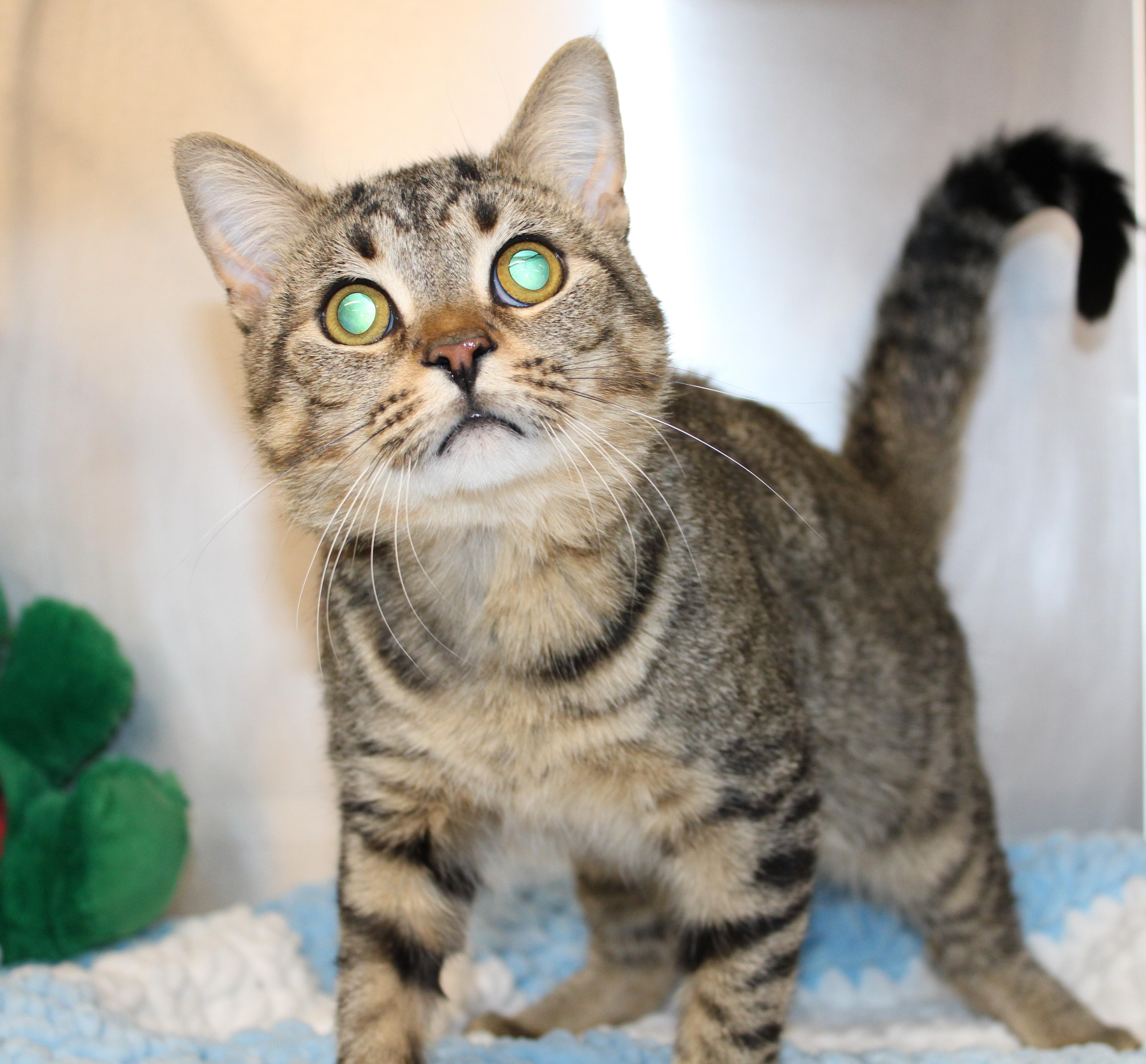 Rolo - special needs kitty, an adoptable Domestic Short Hair in Mississauga, ON image 2/6