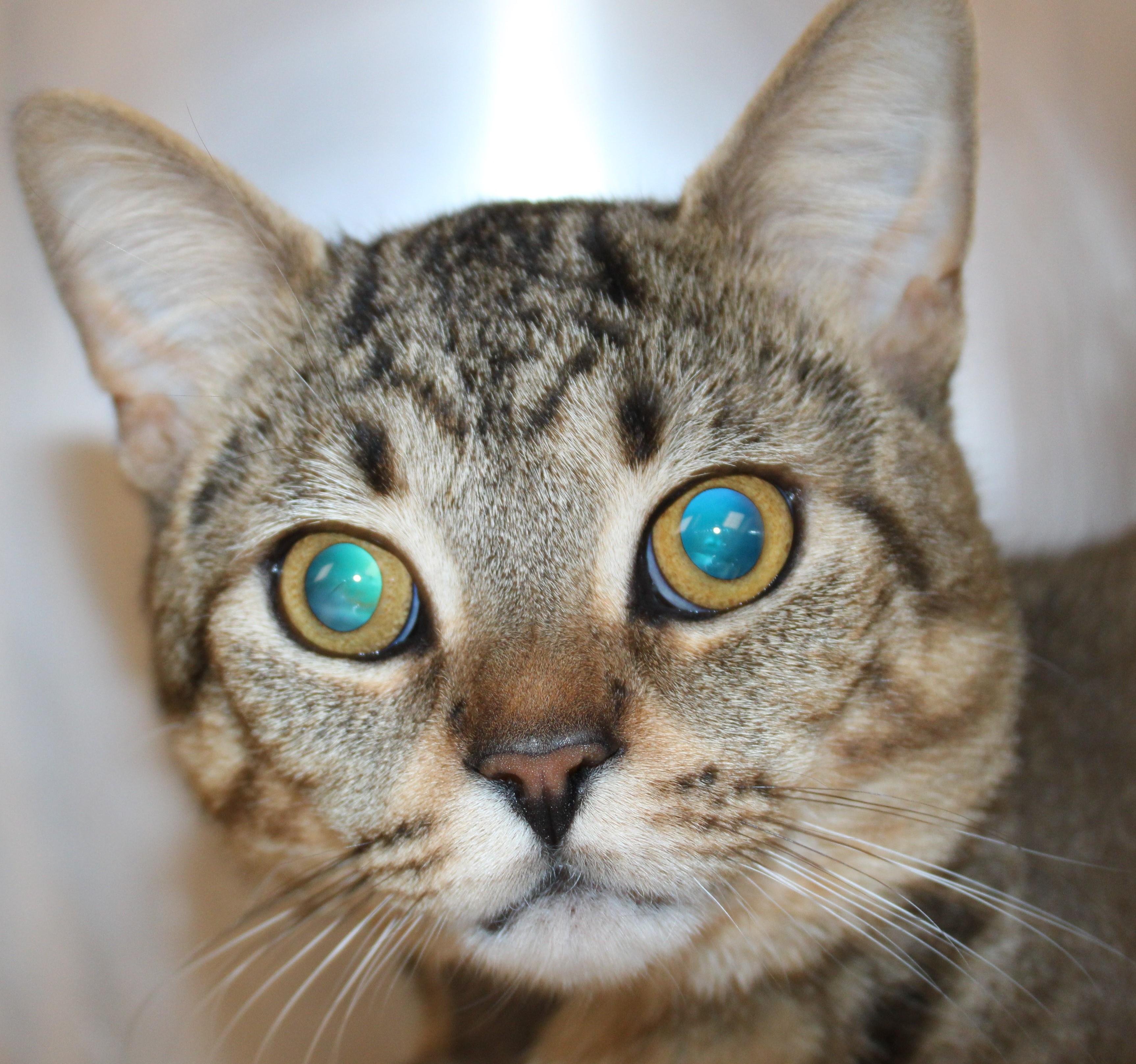 Rolo - special needs kitty, an adoptable Domestic Short Hair in Mississauga, ON image 6/6