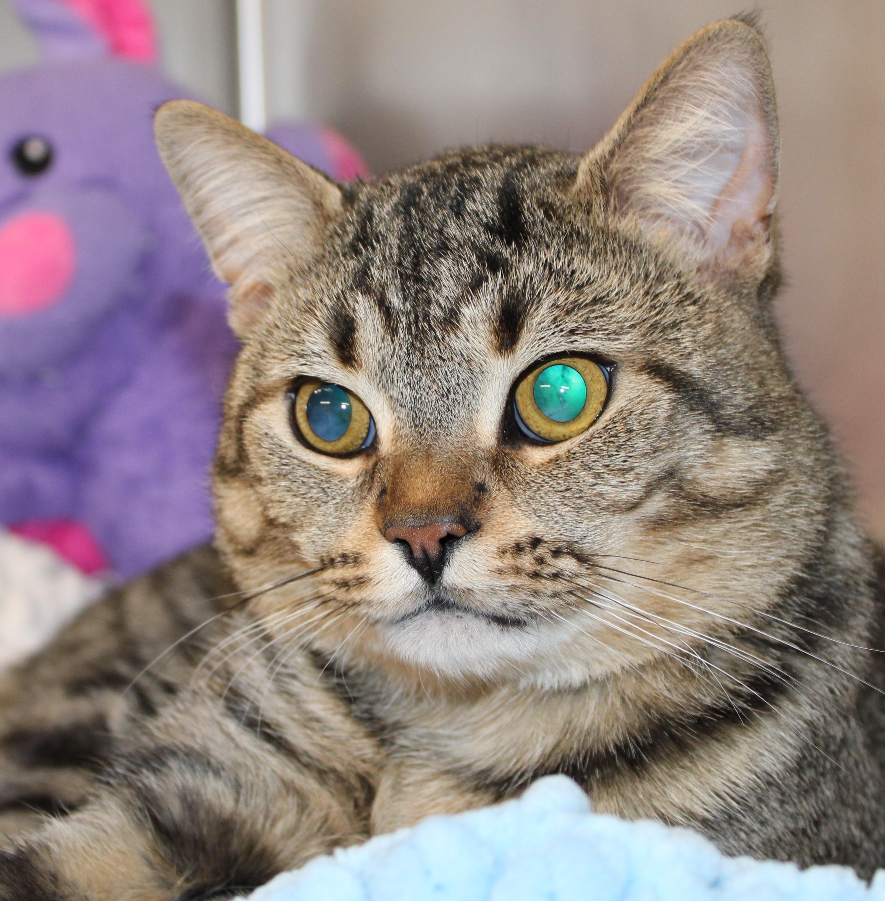 Rolo - special needs kitty, adoptable, Adult Male Domestic Short Hair.