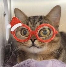 Rolo - special needs kitty, an adoptable Domestic Short Hair in Mississauga, ON image 3/6