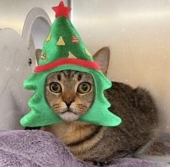 Rolo - special needs kitty, an adoptable Domestic Short Hair in Mississauga, ON image 4/6