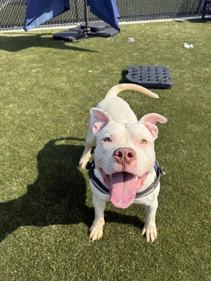 Enlarge Atlas, a Adoptable mixed breed in Lafayette, IN image 1/2