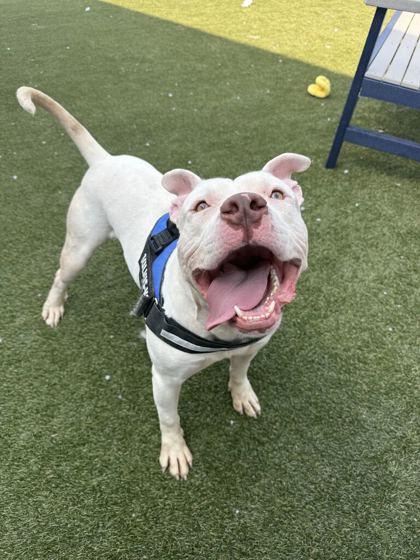 Enlarge Atlas, a Adoptable mixed breed in Lafayette, IN image 2/2