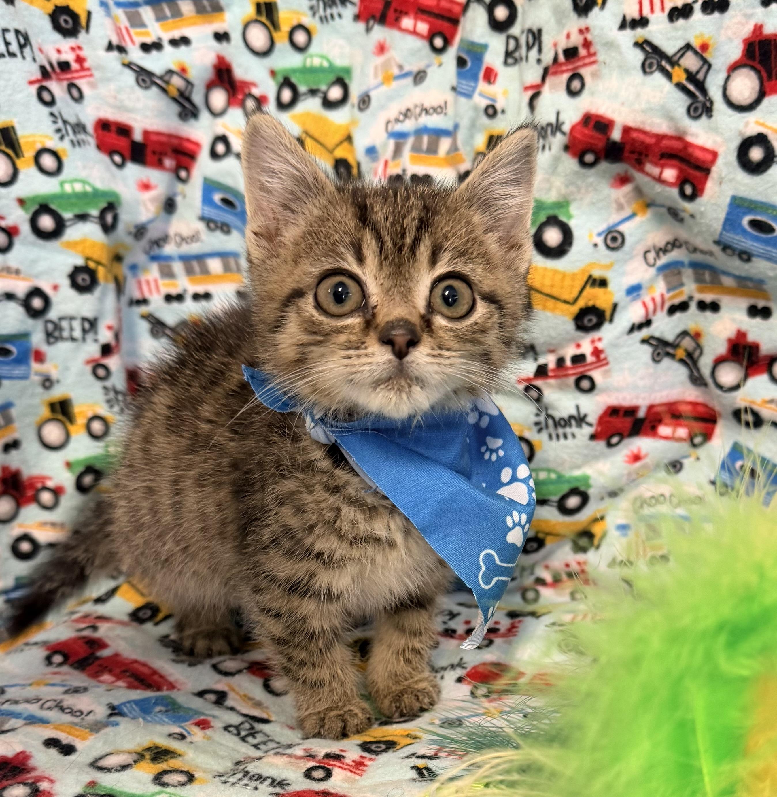 Taz, adopted, Kitten Male Tabby & Domestic Short Hair.