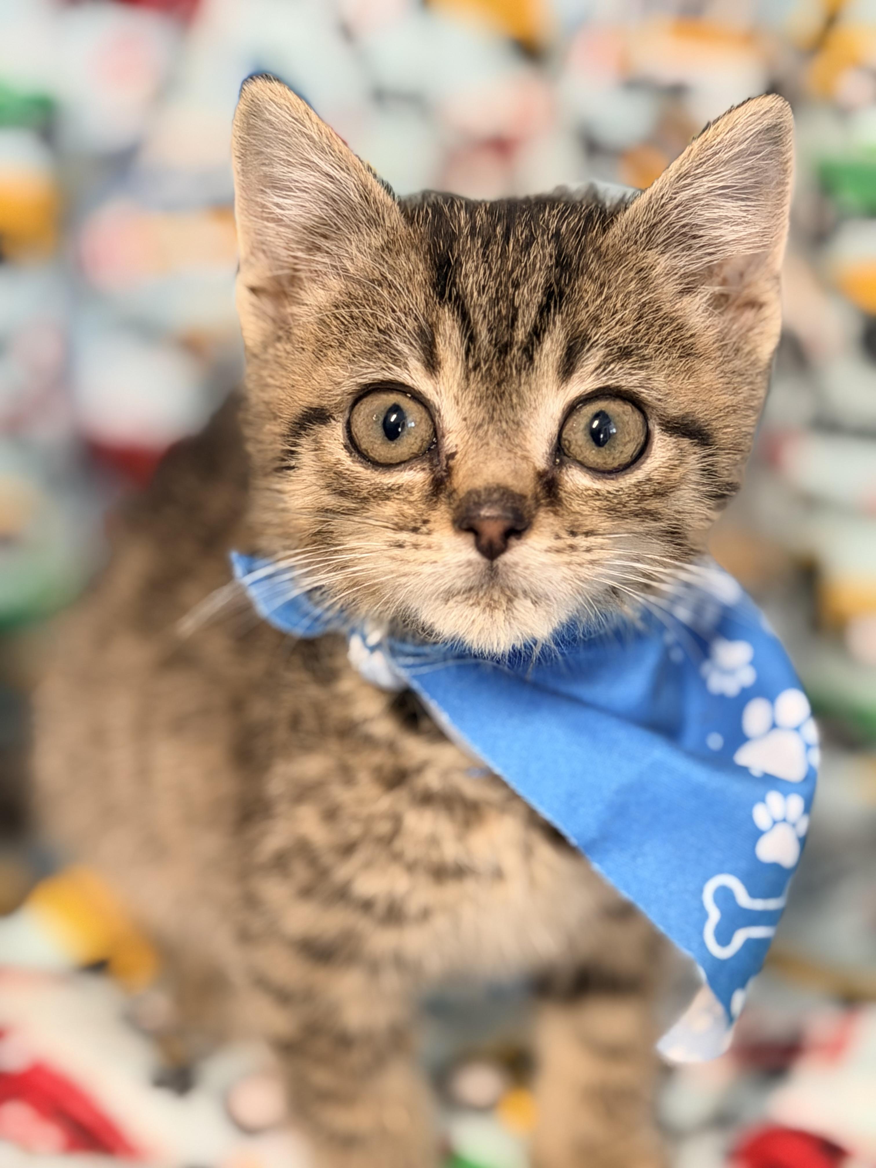 Taz, an adopted mixed breed in Pittsburgh, PA image 2/4