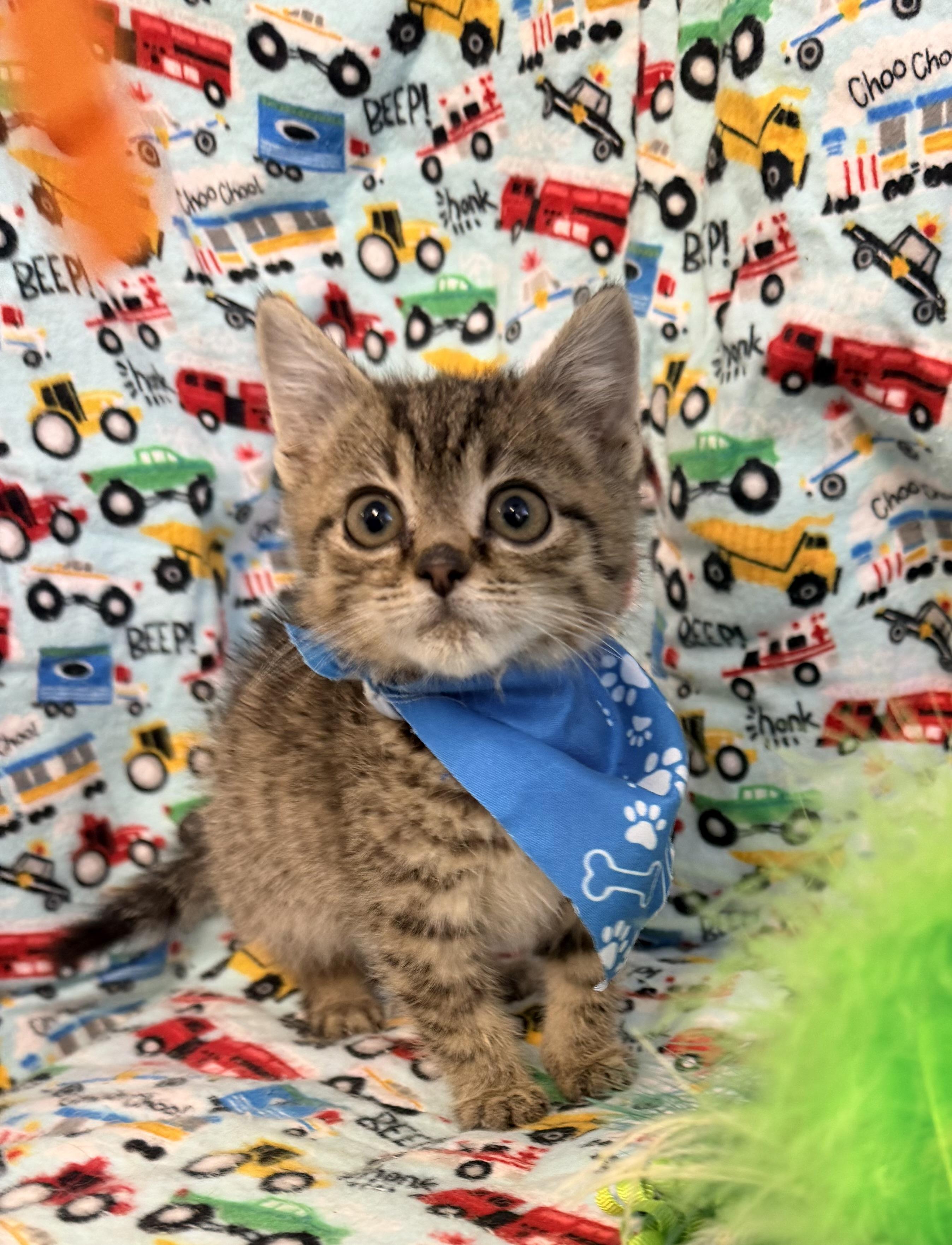 Taz, an adopted mixed breed in Pittsburgh, PA image 3/4