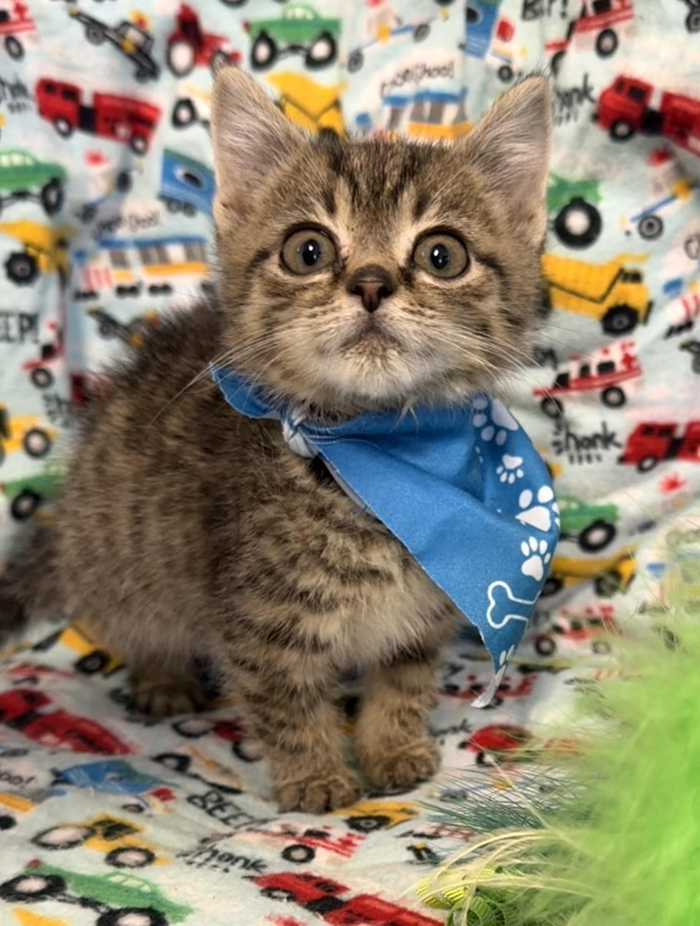 Taz, an adopted mixed breed in Pittsburgh, PA image 4/4