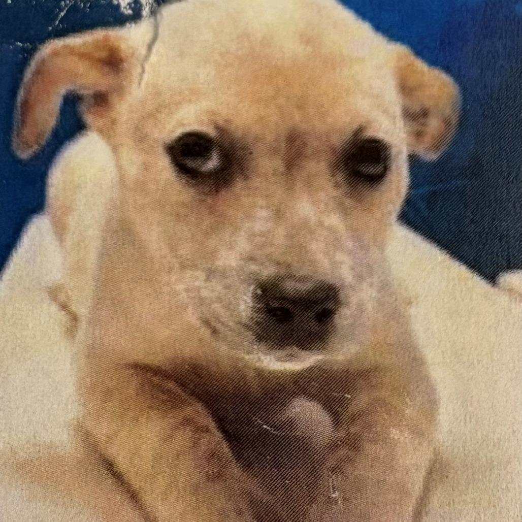 Bonnie, Adoptable, Puppy Female Cattle Dog.