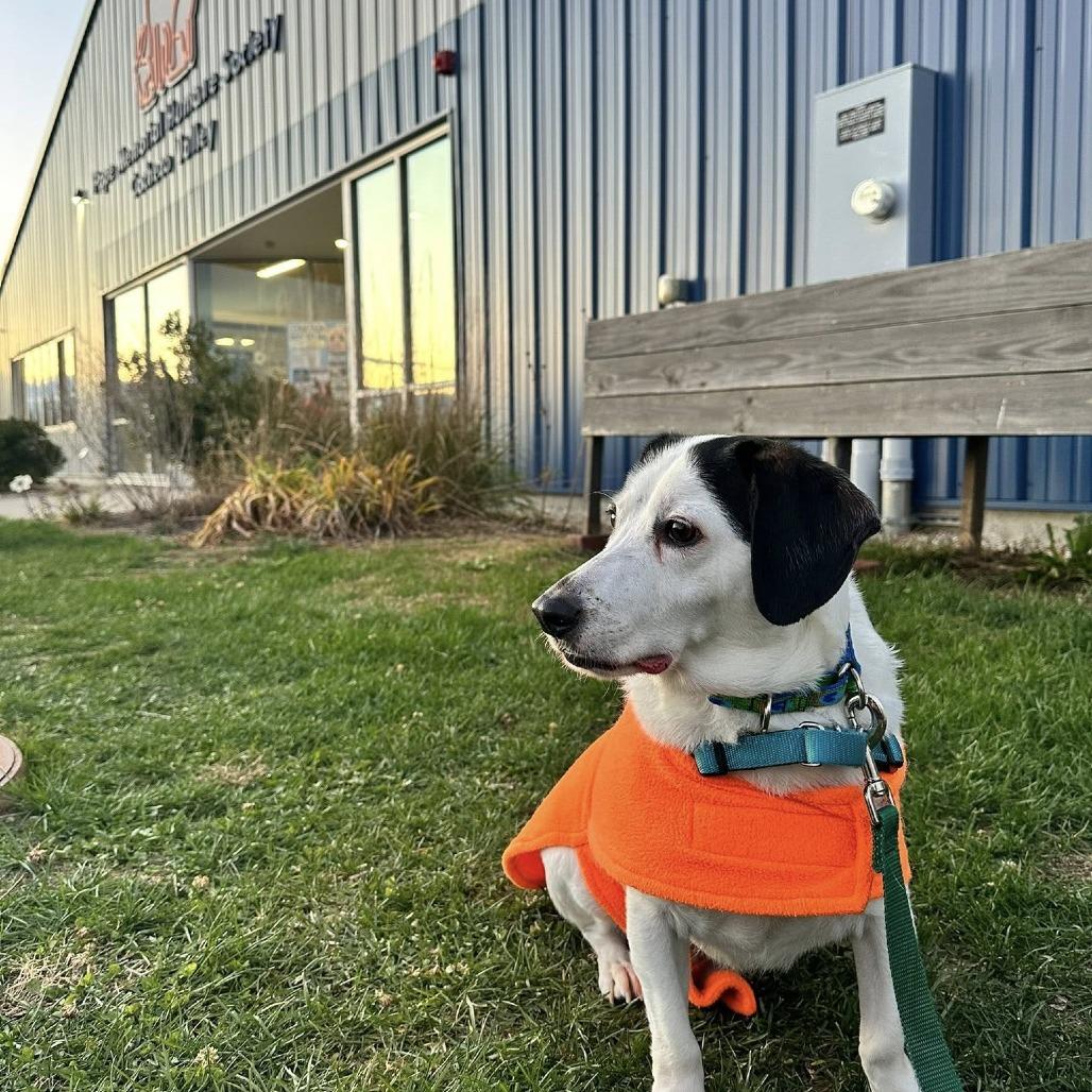 Atom, Adoptable, Adult Male Beagle.