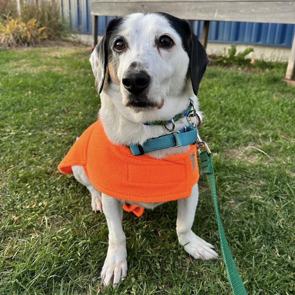 Enlarge Atom, a Adoptable mixed breed in Dover, NH image 2/6