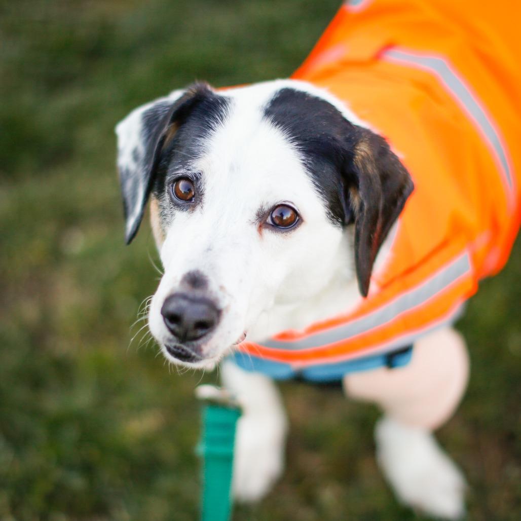 Enlarge Atom, a Adoptable mixed breed in Dover, NH image 3/6