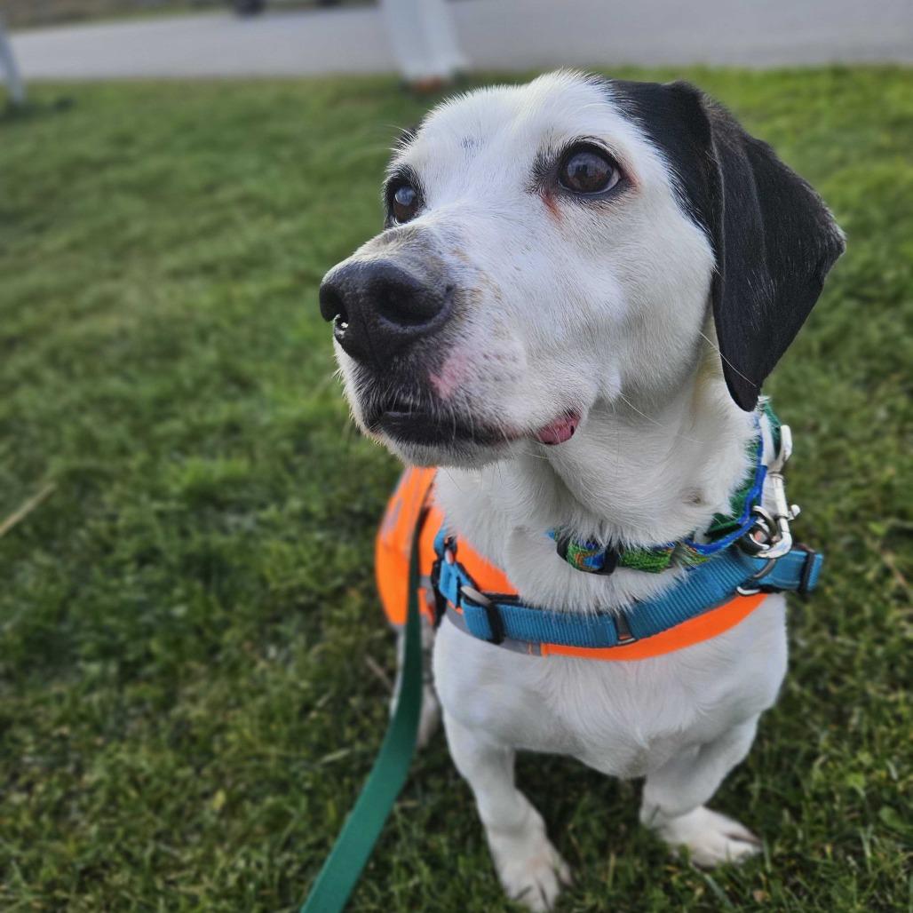 Enlarge Atom, a Adoptable mixed breed in Dover, NH image 4/6