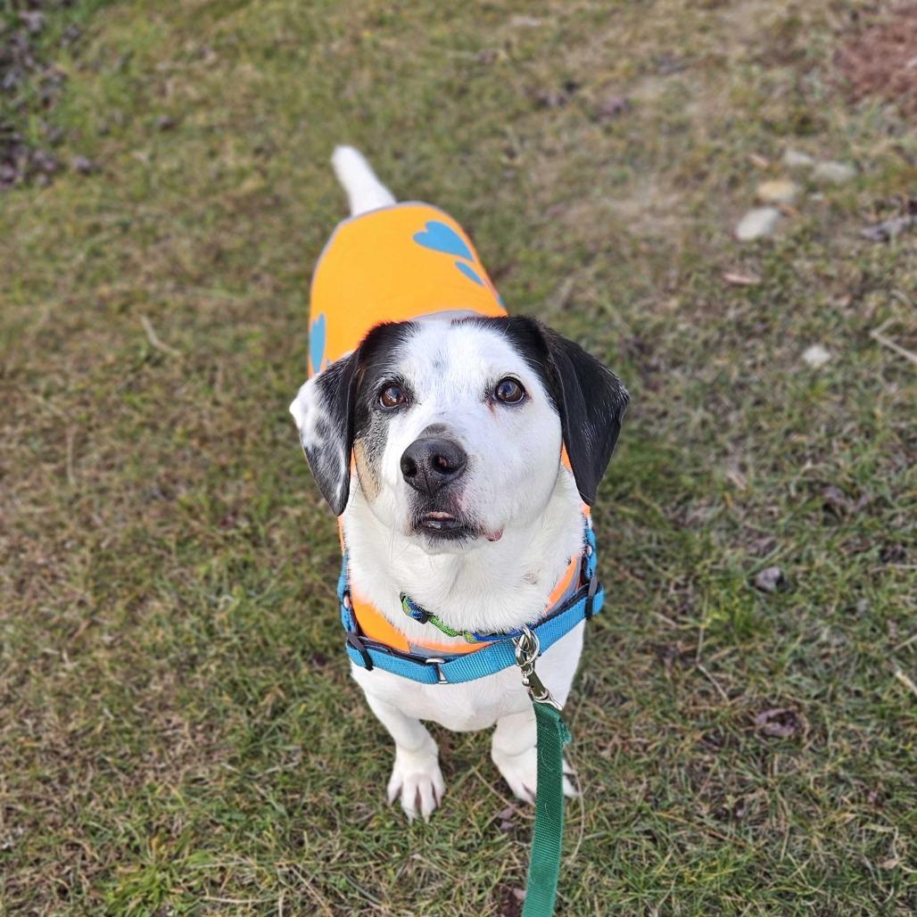 Enlarge Atom, a Adoptable mixed breed in Dover, NH image 5/6