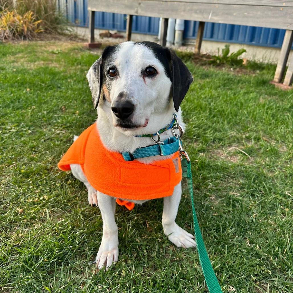 Enlarge Atom, a Adoptable mixed breed in Dover, NH image 6/6