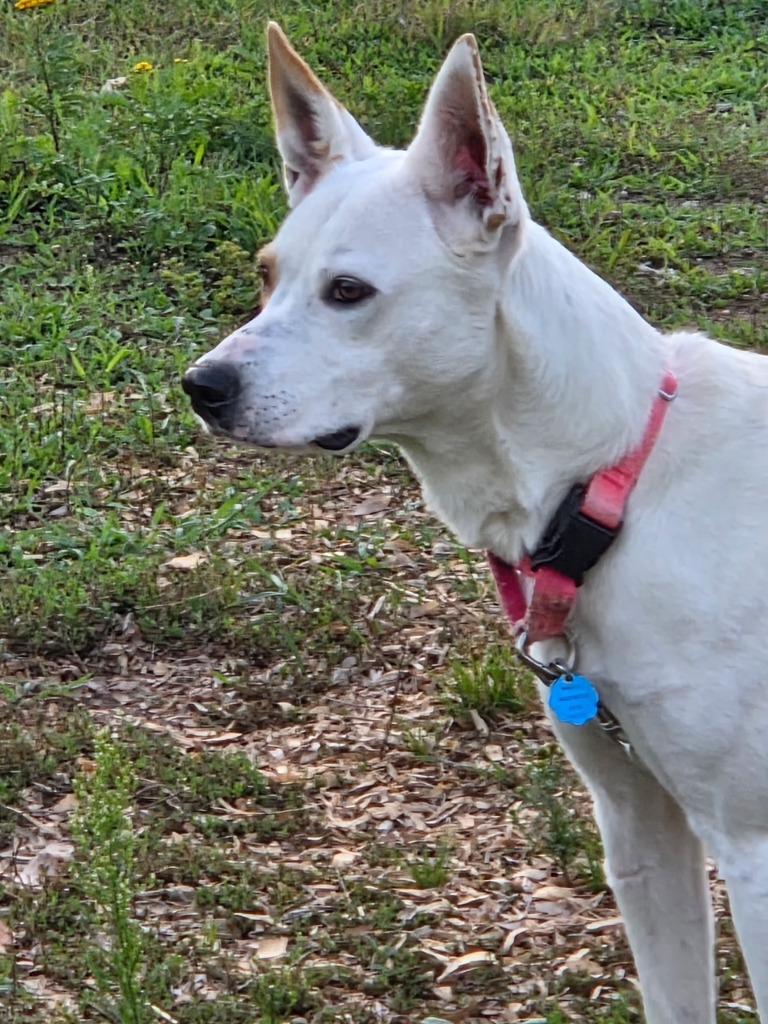 Rayne, Adoptable, Young Female Husky & Mixed Breed.