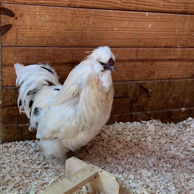 SILKY, Adoptable, Young Male Chicken.