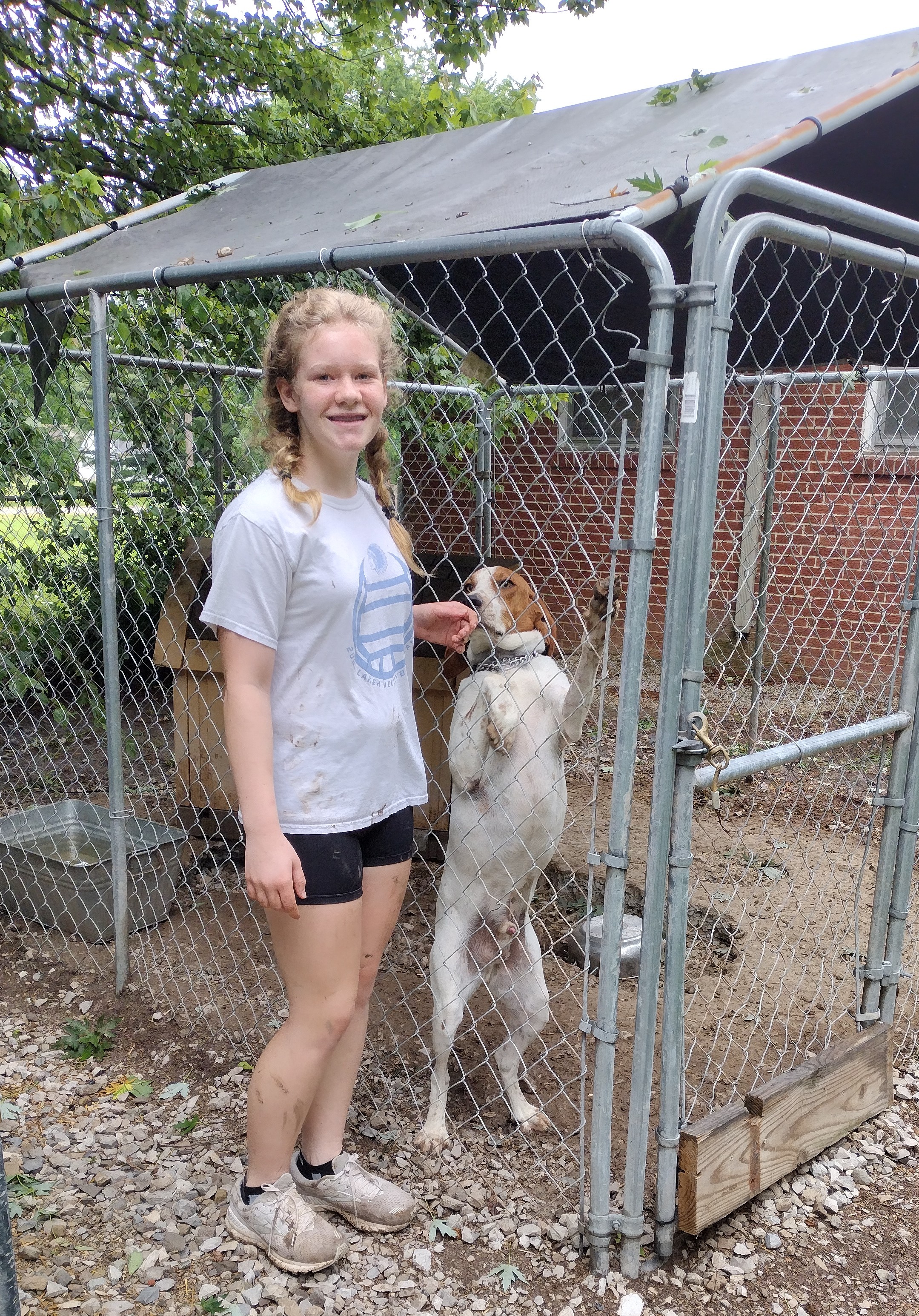 Enlarge Tobey, a Adoptable mixed breed in Jasonville, IN image 3/3