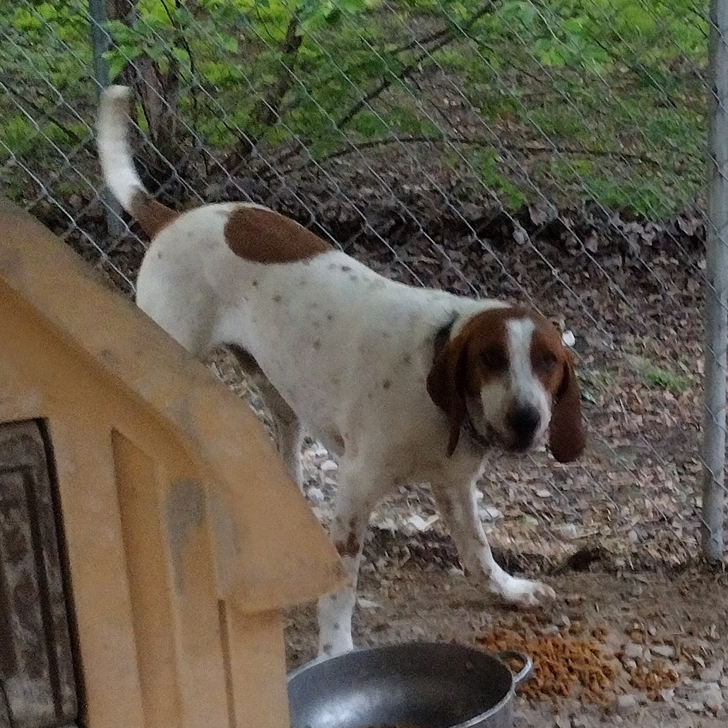 Enlarge Tobey, a Adoptable mixed breed in Jasonville, IN image 2/3