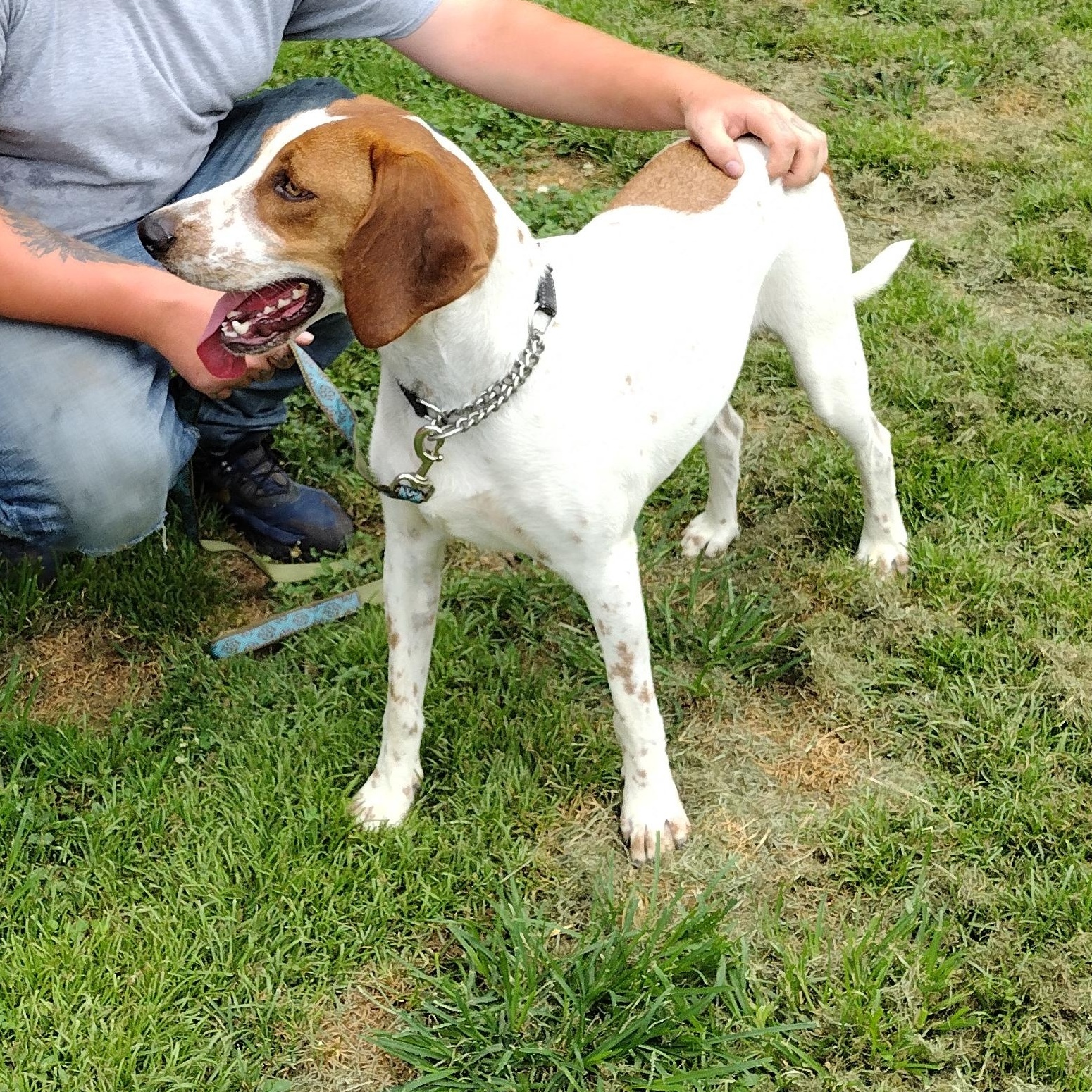 Enlarge Tobey, a Adoptable mixed breed in Jasonville, IN image 1/3