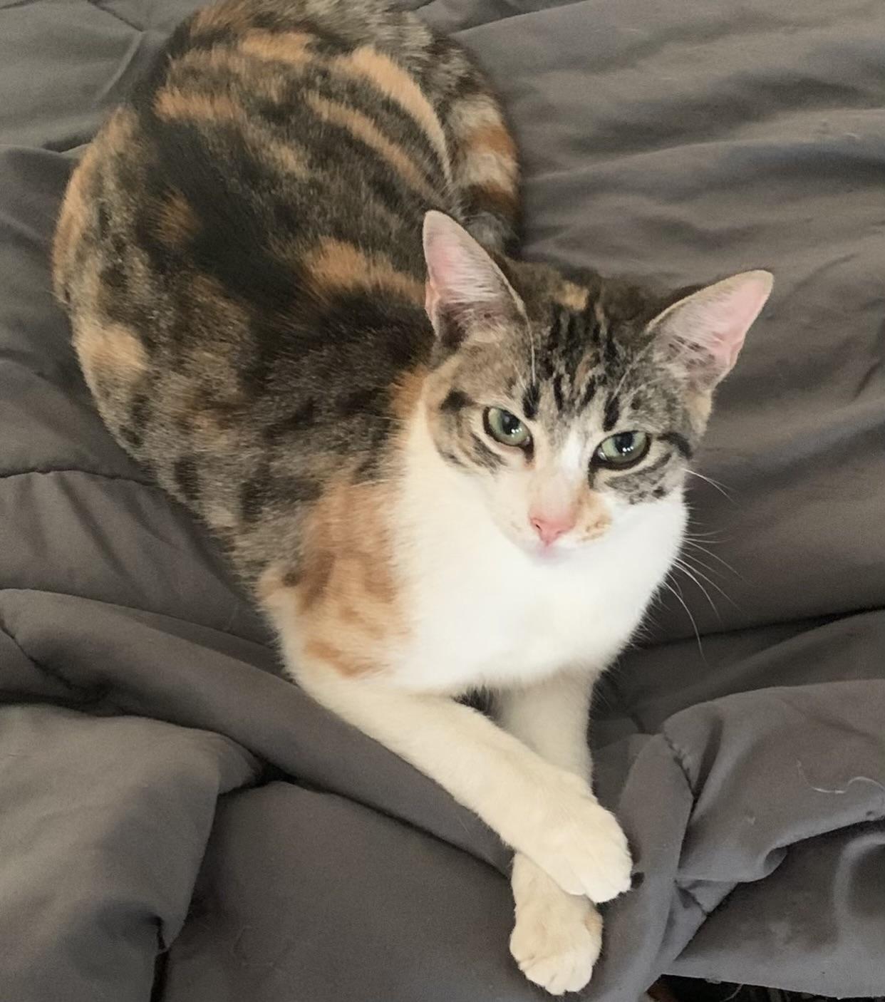 Grace, Adoptable, Young Female Domestic Short Hair.