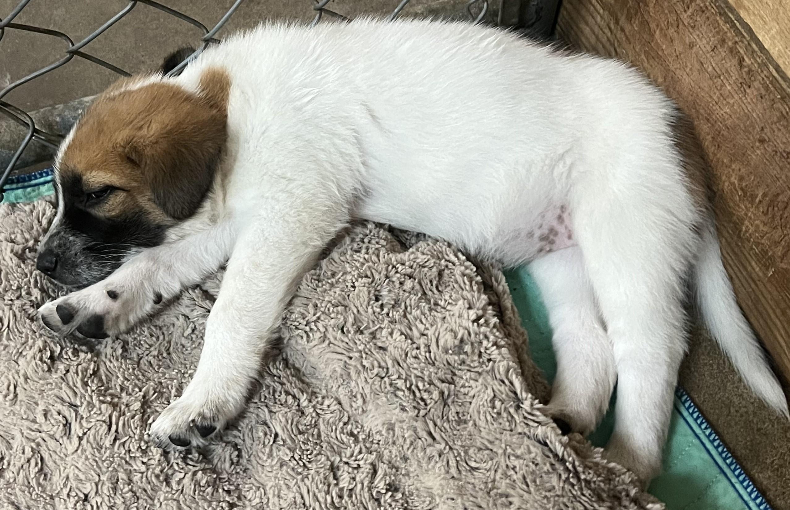 Enlarge COZY, a Adoptable mixed breed in Granite Bay, CA image 1/3