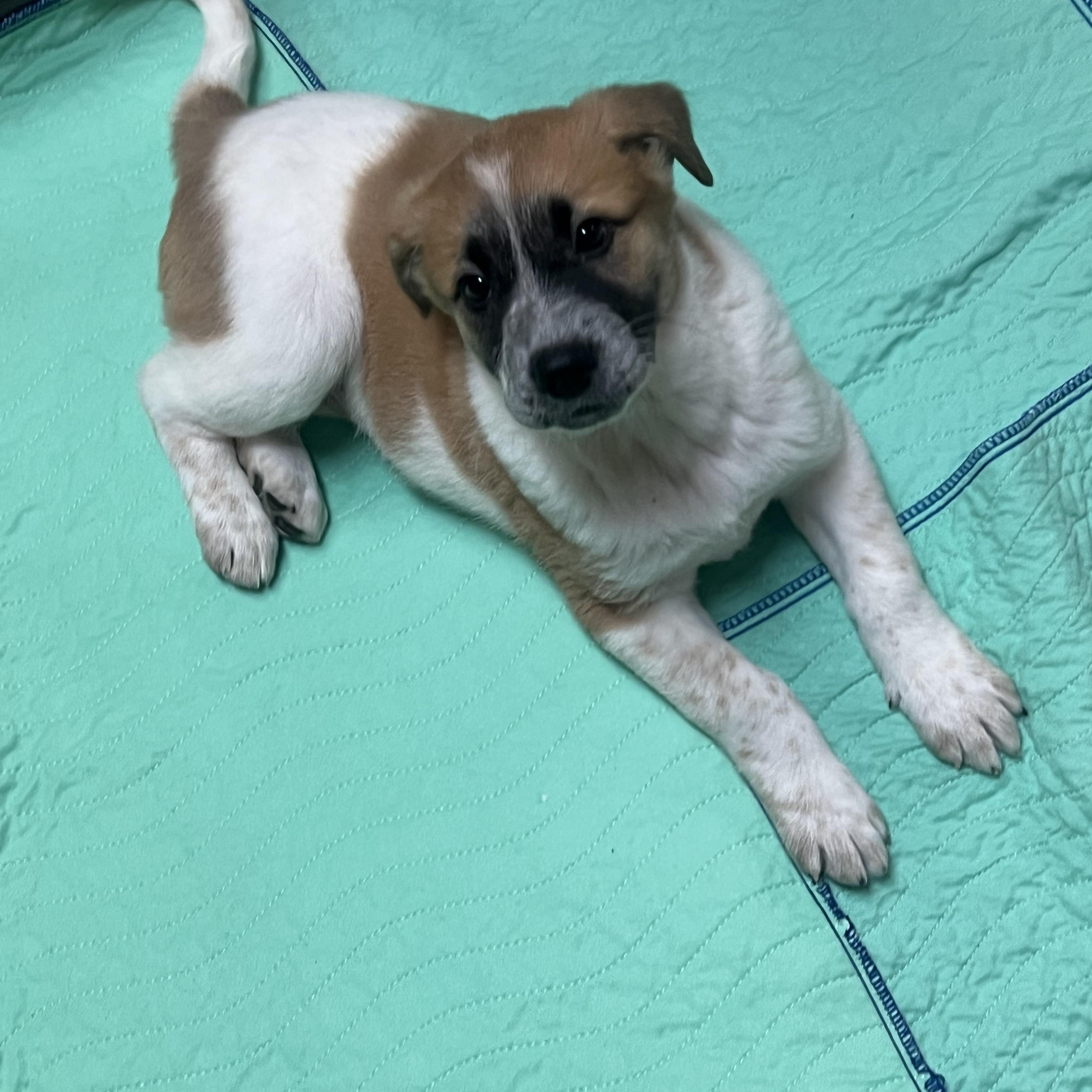 Enlarge COZY, a Adoptable mixed breed in Granite Bay, CA image 2/3