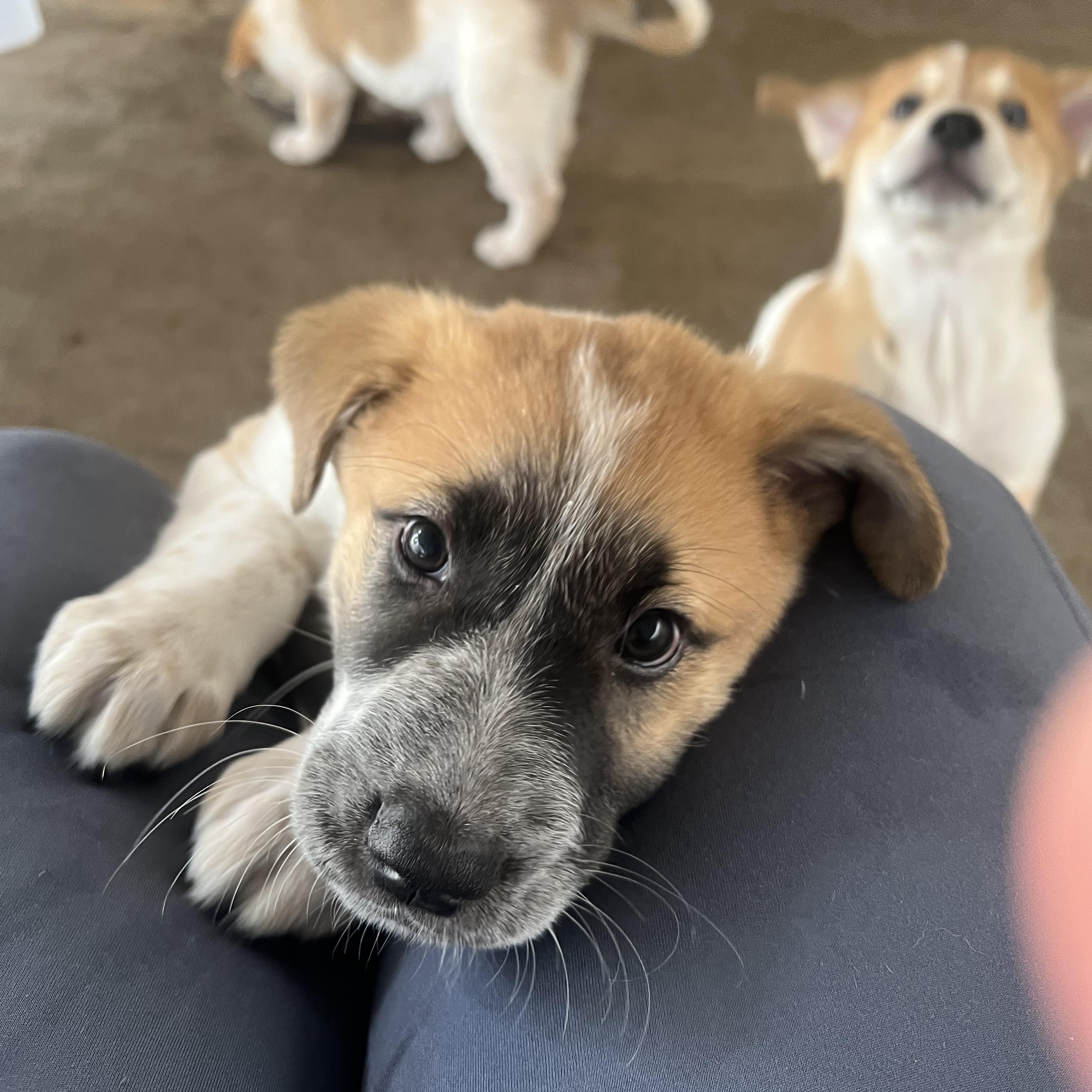 Enlarge COZY, a Adoptable mixed breed in Granite Bay, CA image 3/3
