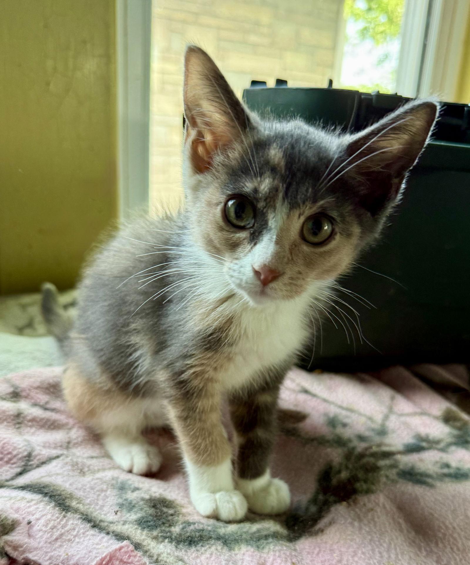 Mary, Adopted, Kitten Female Dilute Calico.