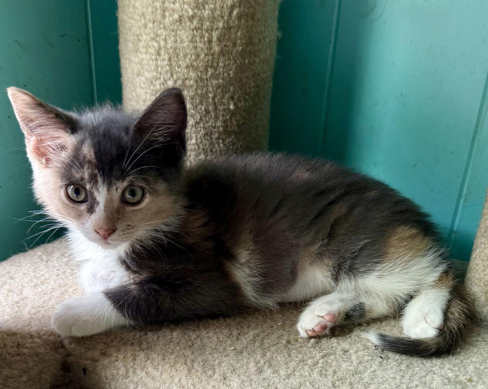 Mary, a Adopted Dilute Calico in Maywood, IL image 2/3