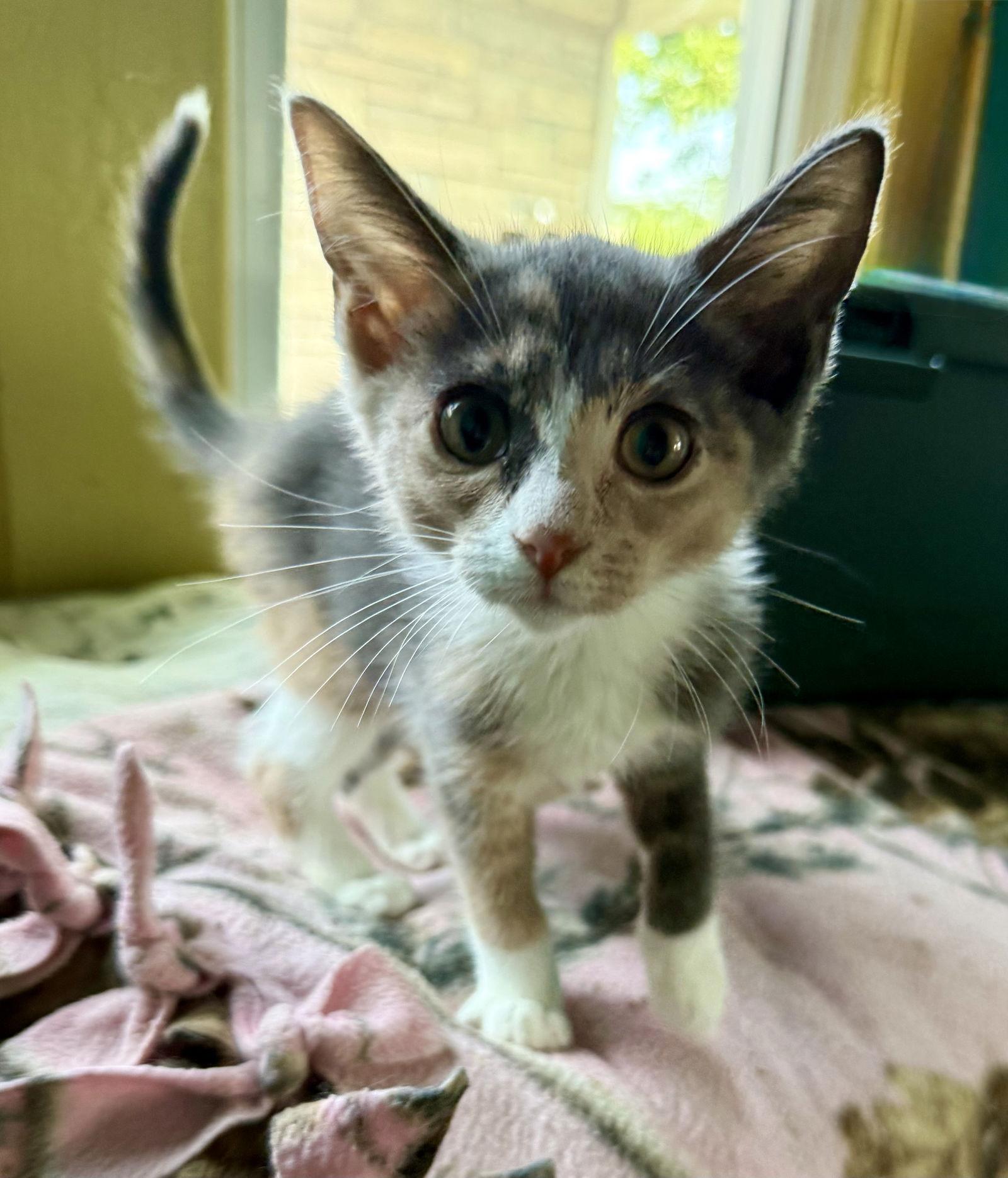 Mary, a Adopted Dilute Calico in Maywood, IL image 3/3