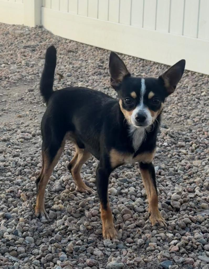 Winchester, Adoptable, Young Male Chihuahua.