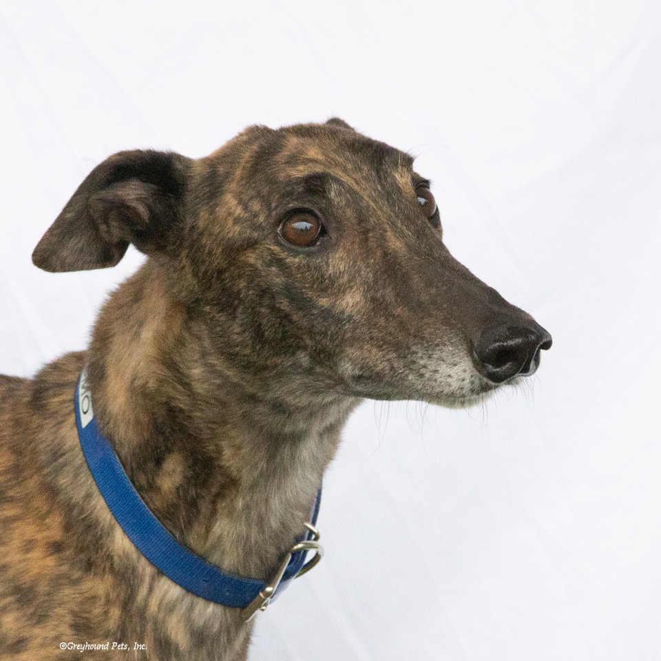 Enlarge Prismo, a Adopted Greyhound in Woodinville, WA image 1/3