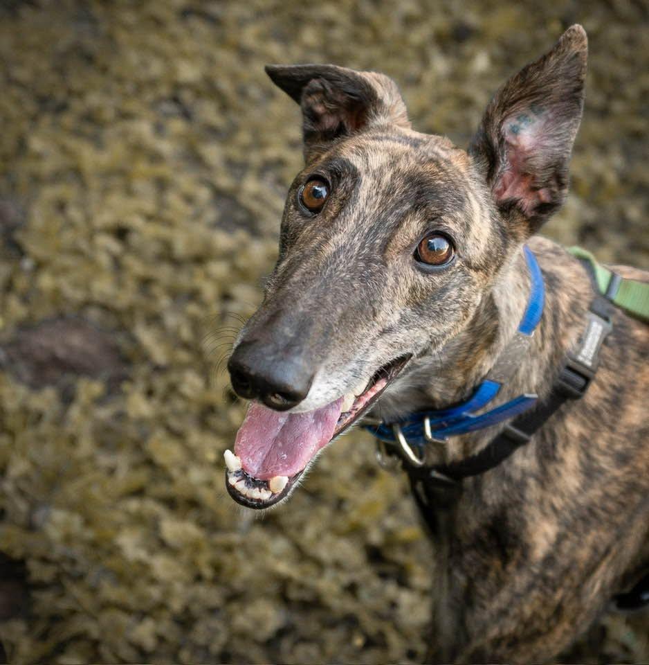 Enlarge Prismo, a Adopted Greyhound in Woodinville, WA image 2/3