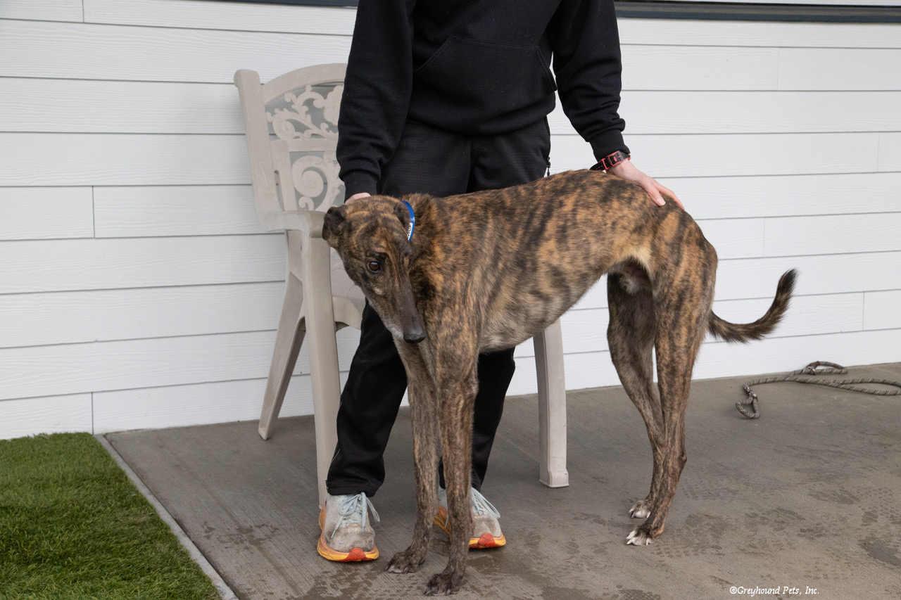 Enlarge Prismo, a Adopted Greyhound in Woodinville, WA image 3/3
